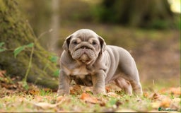 English Bulldog dogs for sale: Miniture english bulldogs  - Image 4