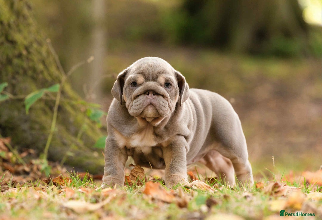 English Bulldog dogs for sale: Miniture english bulldogs  - Image 4