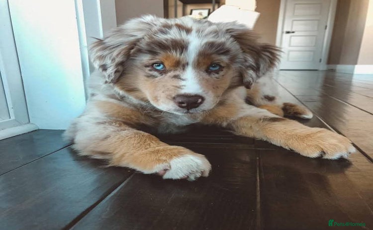 Australian Shepherd dogs - Advert 1
