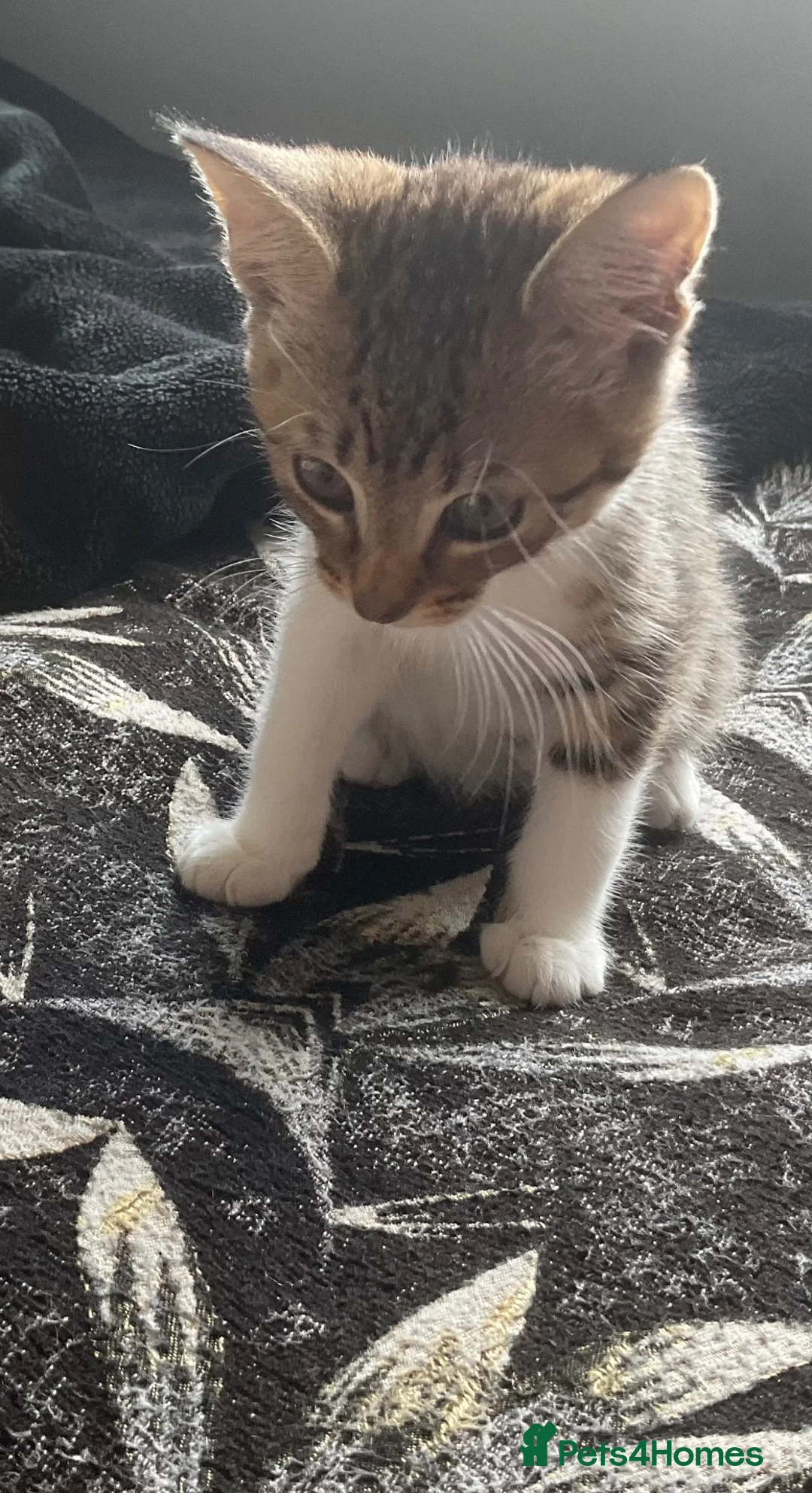 Russian Blue cats for sale: Energetic Russian blue kitten in Birmingham - Advert 6
