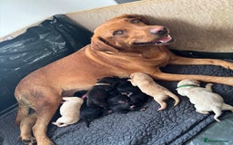 Mixed Breed dogs for sale: Mixed breed Labrador puppies  - Image 17