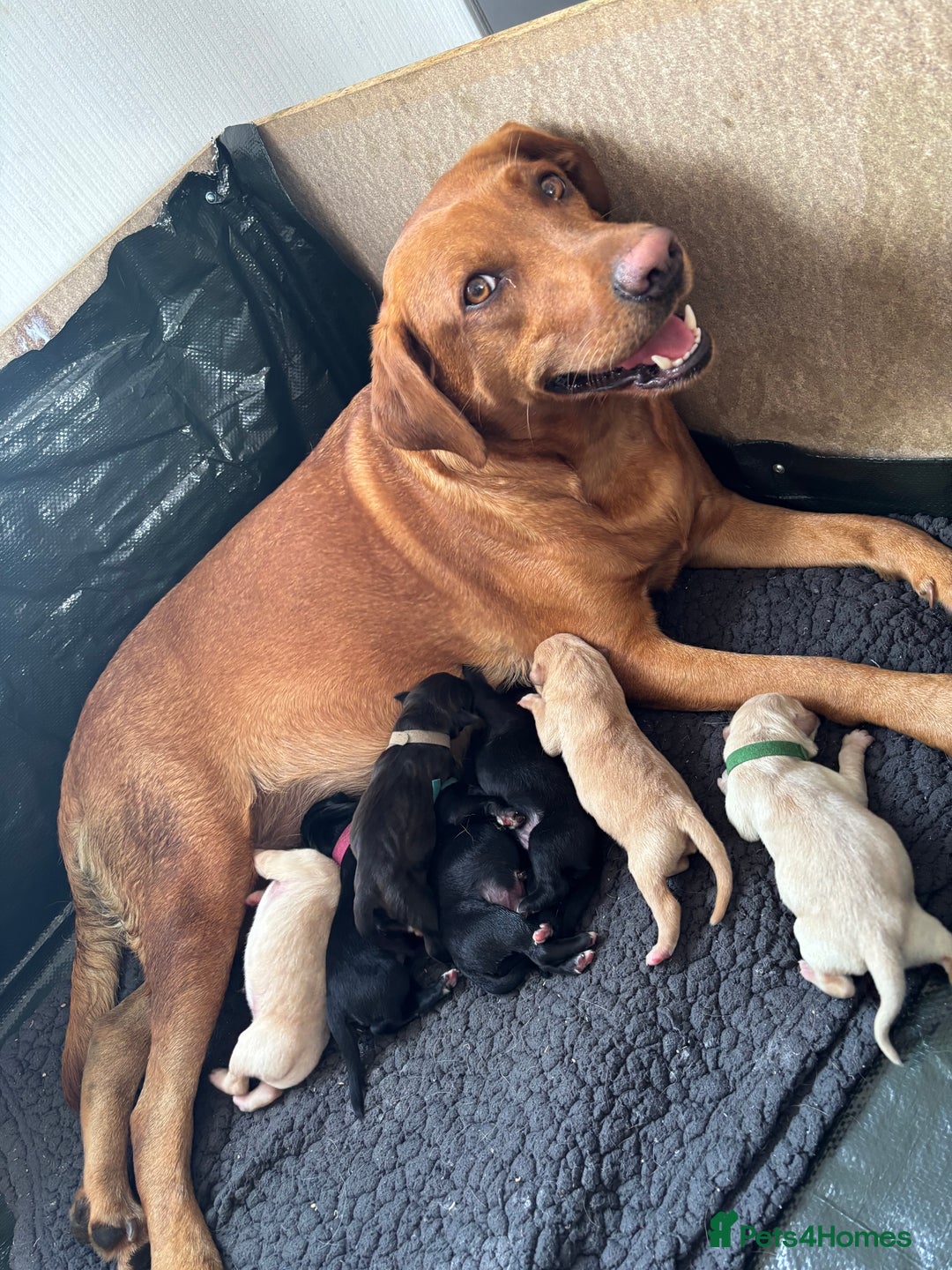 Mixed Breed dogs for sale: Mixed breed Labrador puppies  - Image 17