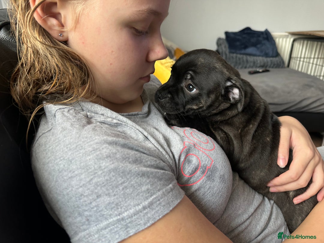 Staffordshire Bull Terrier dogs for sale: Gorgeous black brindle Staffy pups KC - Image 16