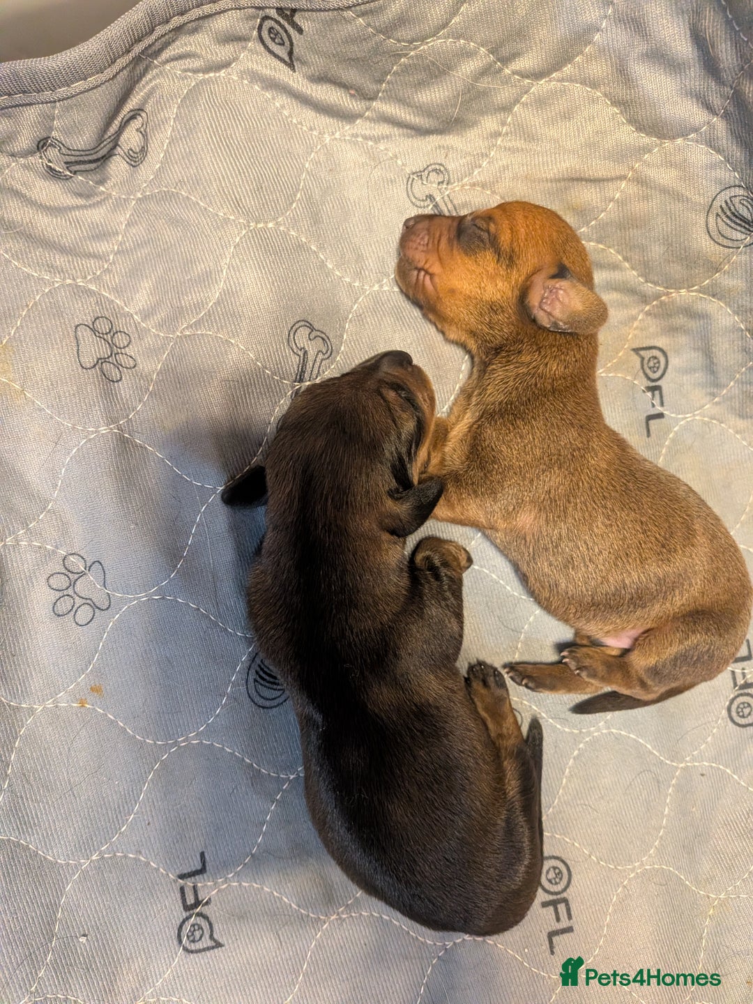 Dachshund dogs for sale: Dachshund puppies  - Advert 7