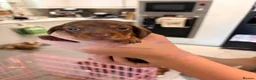 Dachshund dogs for sale: Standard/miniature dachshund  - Advert 5