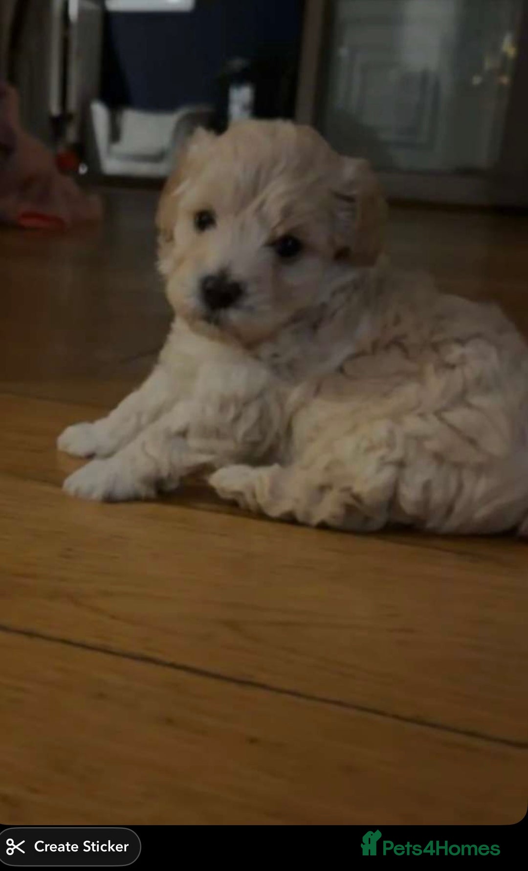 Maltipoo dogs for sale: Maltipoos puppies  - Advert 2