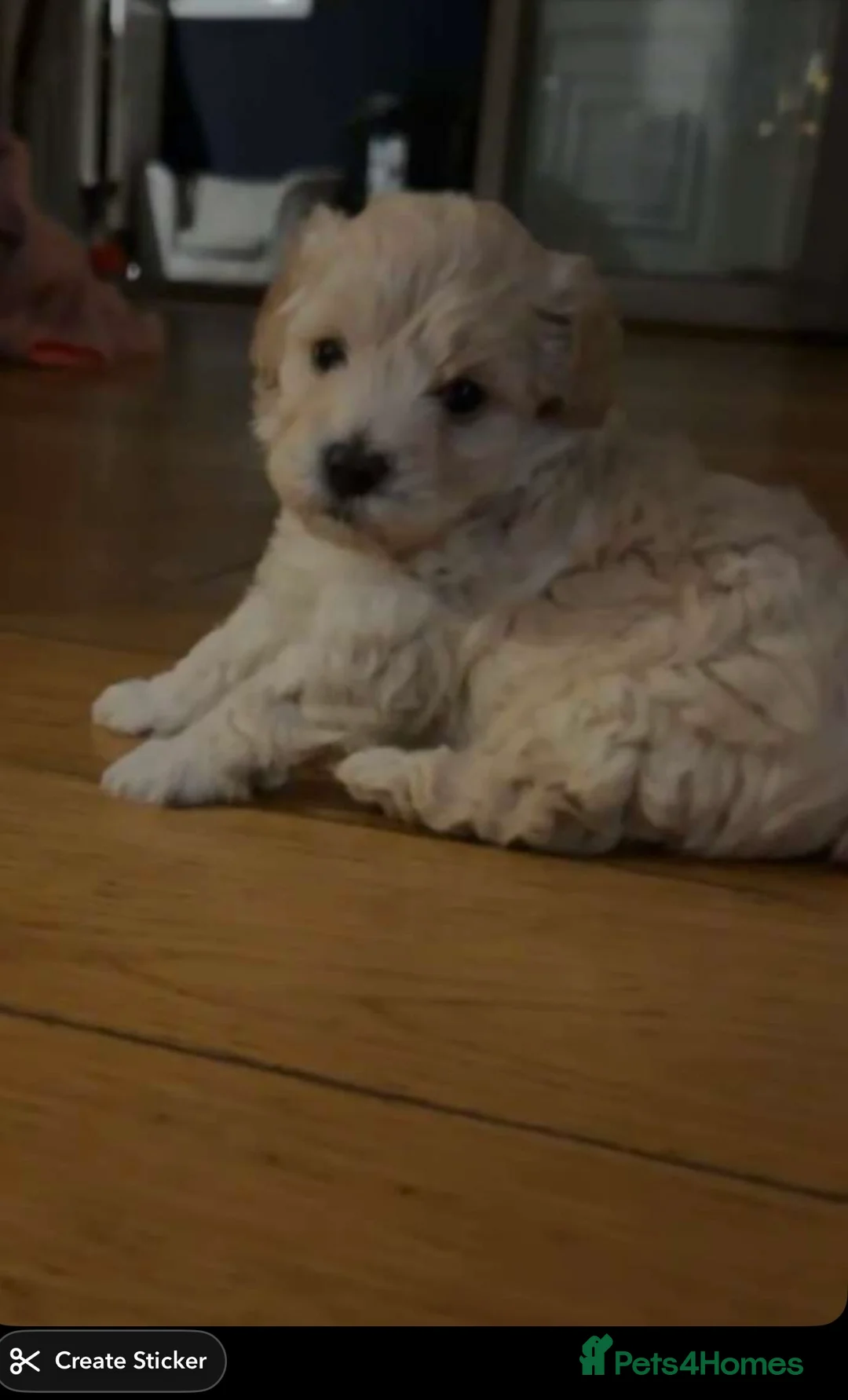 Maltipoo dogs for sale: Maltipoos puppies  - Advert 2