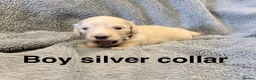 Miniature Dachshund dogs for sale: Long haired cream miniature dachshund puppies - Advert 4