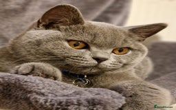 British Shorthair cats for sale: GCCF active mum and daughter blue BSH - Image 27