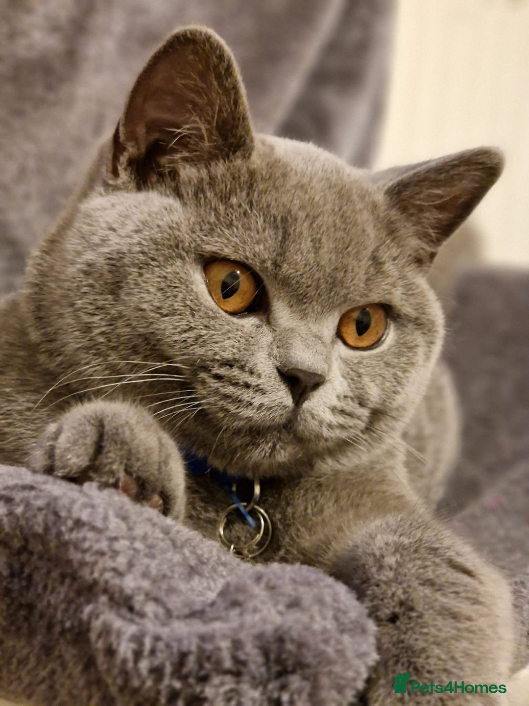 British Shorthair cats for sale: GCCF active mum and daughter blue BSH - Image 27