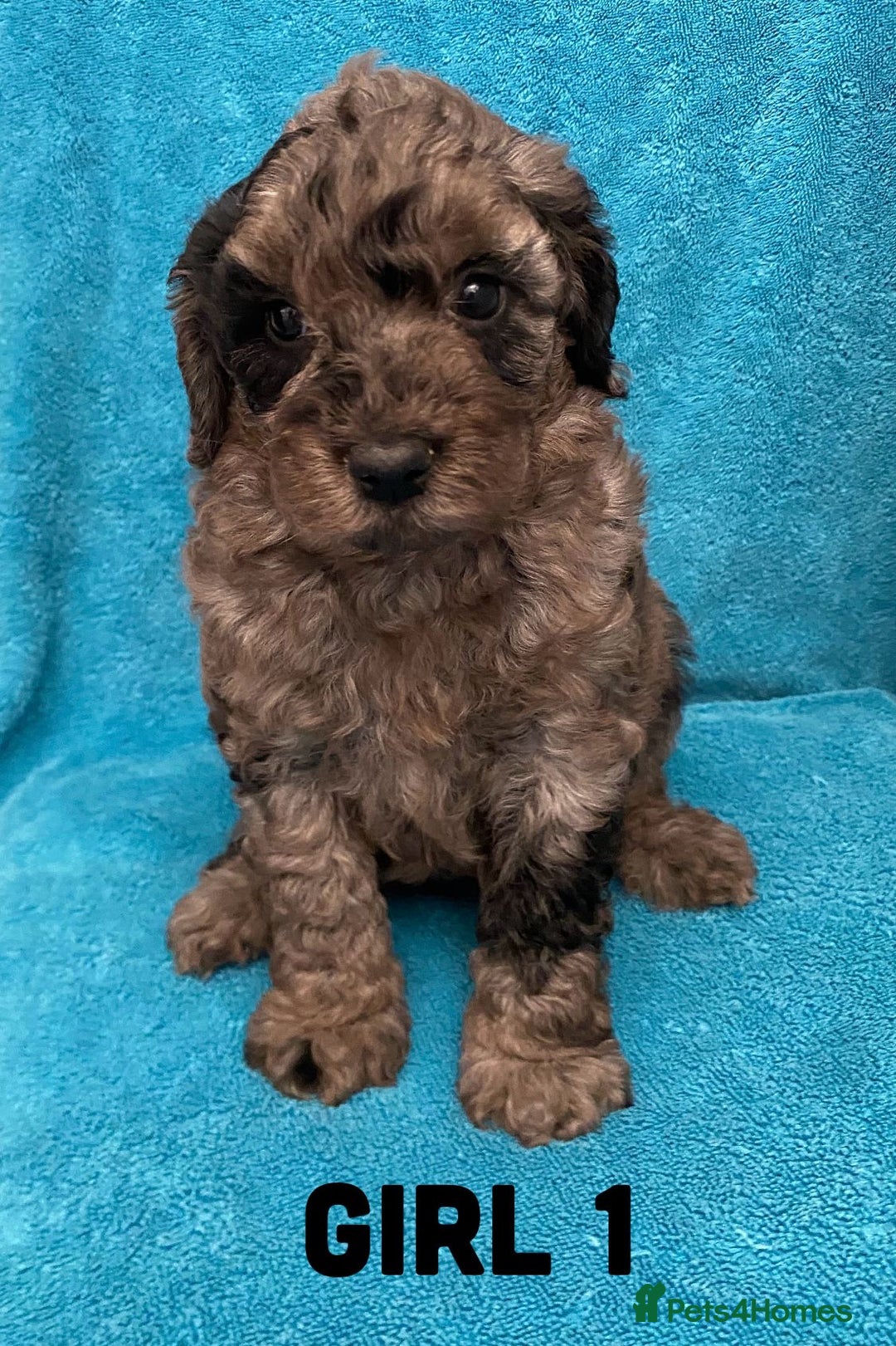 Goldendoodle dogs for sale: Miniature Golden Doodle pups - Image 14