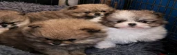 Pomeranian dogs for sale:  Beautiful Pomeranian Girls  - Advert 7