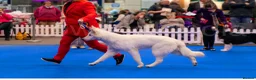 White Swiss Shepherd dogs for sale: Stunning KC reg long-coated White Swiss Shepherd - Advert 9
