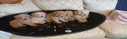 Cavapoo dogs for sale: Cavapoo F1b puppies  - Advert 6