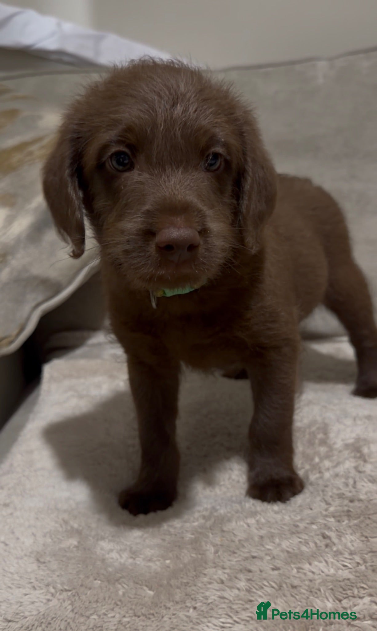 Labradoodle dogs 1 girl & 2 boys left! F1 mini labradoodles 💕 - Advert 2
