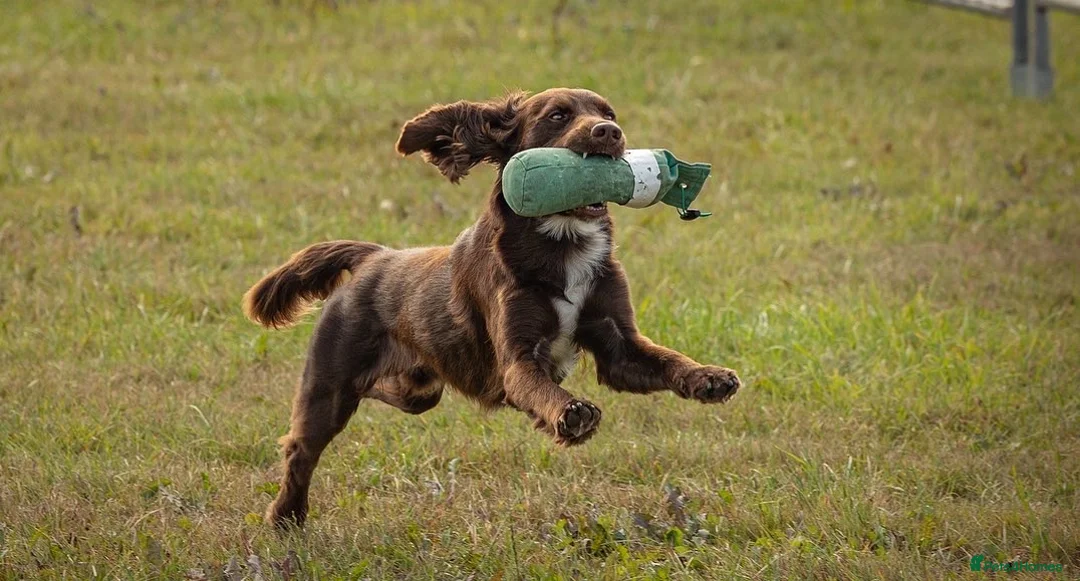 Cocker Spaniel dogs for stud: Cocker spaniel for stud extensively health tested  in Shrewsbury - Advert 17