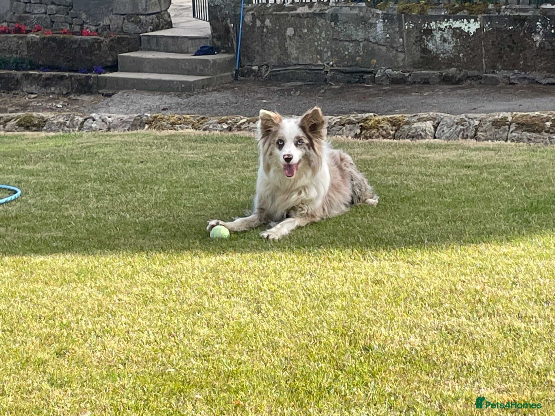 Border Collie dogs 6 Beautiful Red Merle puppies  - Advert 1