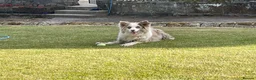 Border Collie dogs for sale: 6 Beautiful Red Merle puppies  - Advert 1