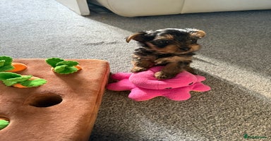 Yorkshire Terrier dogs - Advert 14