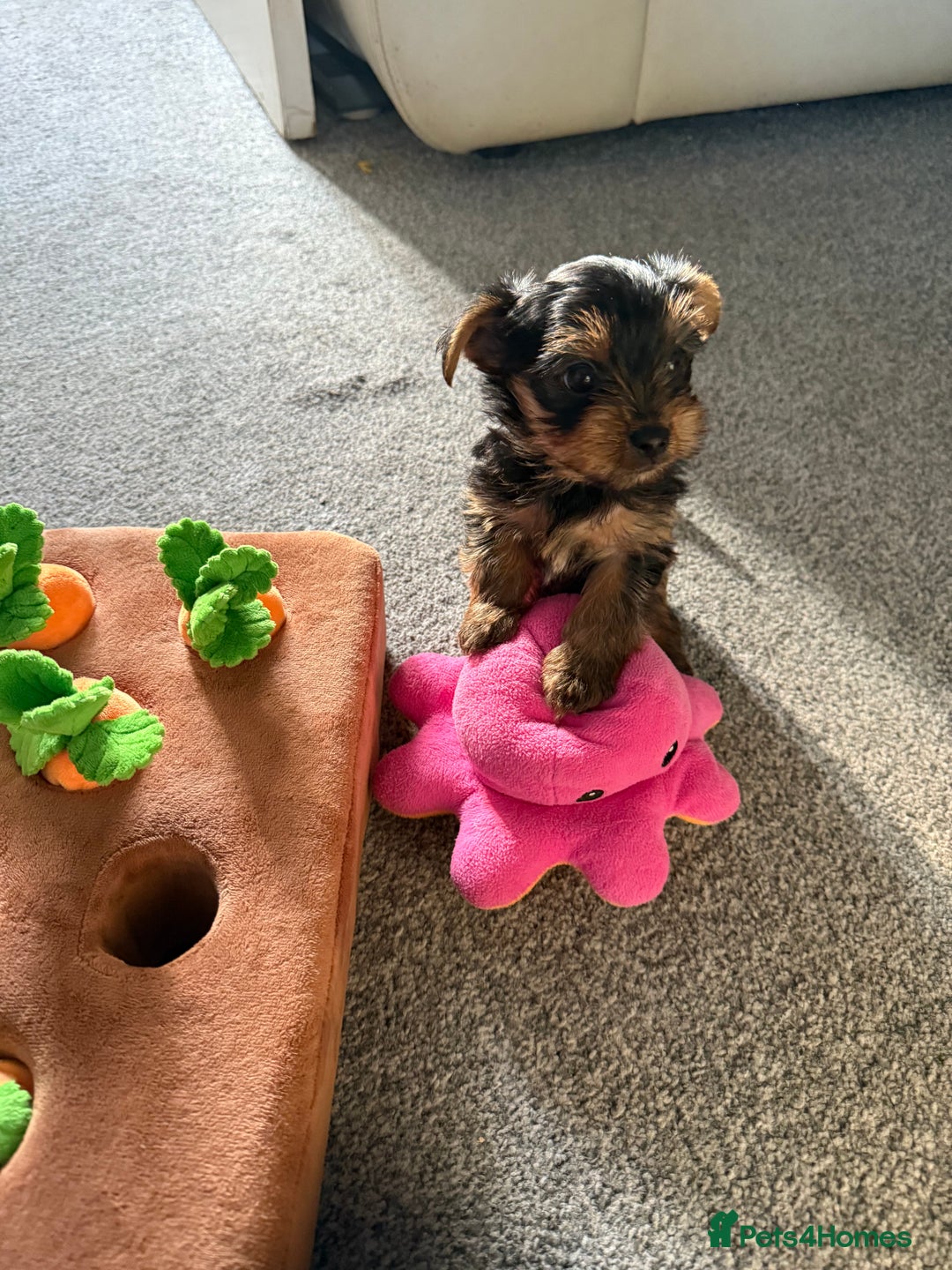 Yorkshire Terrier dogs for sale: Yorkshire Terrier puppies  - Image 3