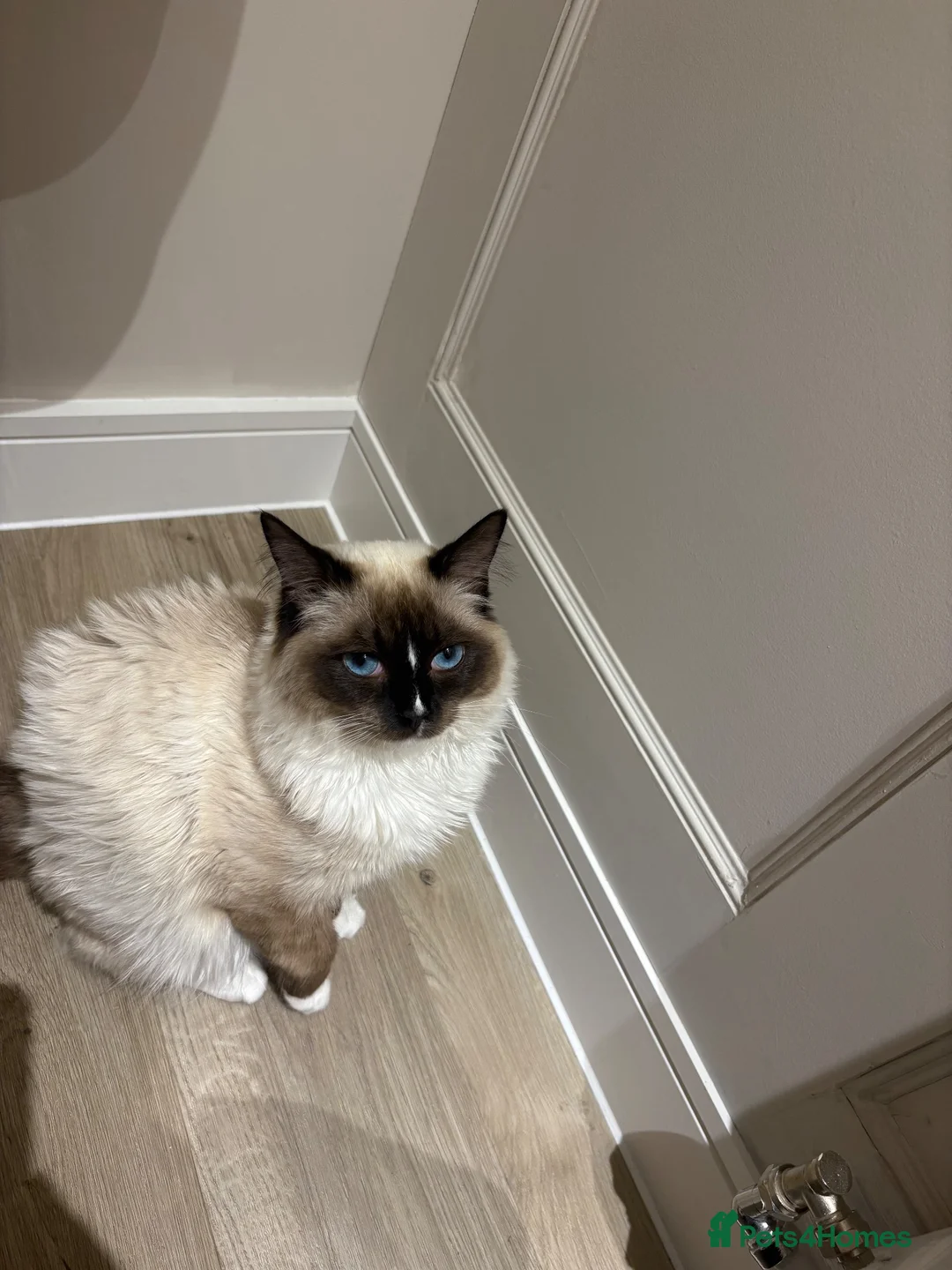 Ragdoll cats for sale: Male ragdoll for sale  - Advert 5