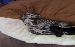 Mixed Breed cats for sale: 5 cute kittens for sale.  - Image 29