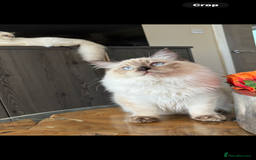 Ragdoll cats for sale: TICA DNA tested 5 Gen Pedigree  - Image 7