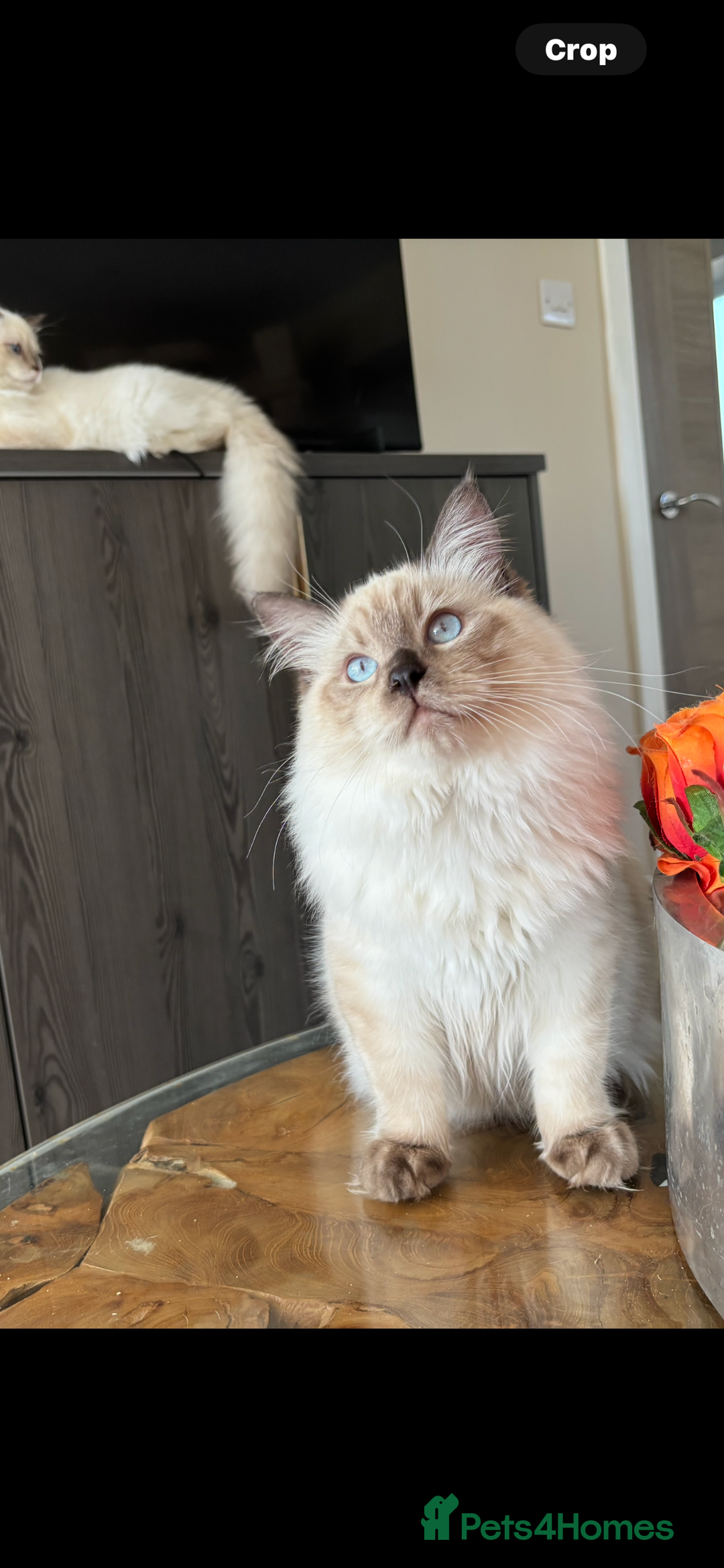 Ragdoll cats for sale: TICA DNA tested 5 Gen Pedigree  - Image 7