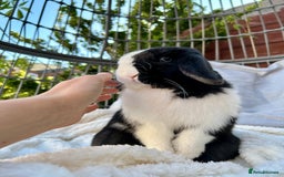Mini Lop rabbits for sale: Two male mini lop rabbits looking for forever home - Advert 9