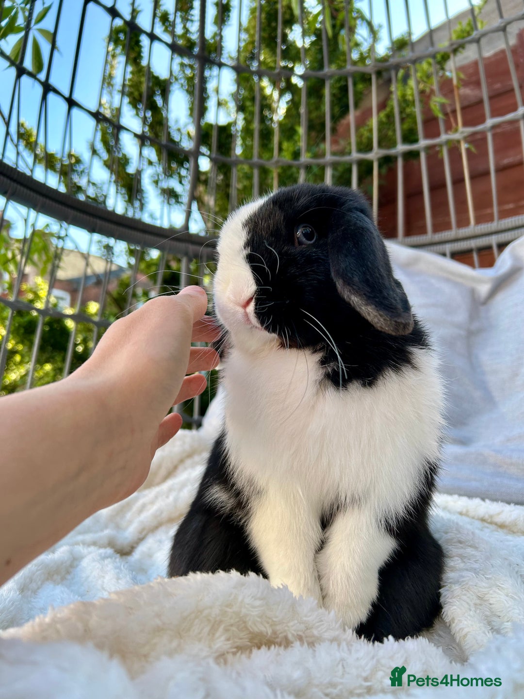 Mini Lop rabbits for sale: Two male mini lop rabbits looking for forever home - Advert 9