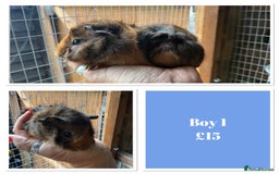 Guinea Pig rodents for sale: Male & Female Baby Guinea Pigs - Image 6