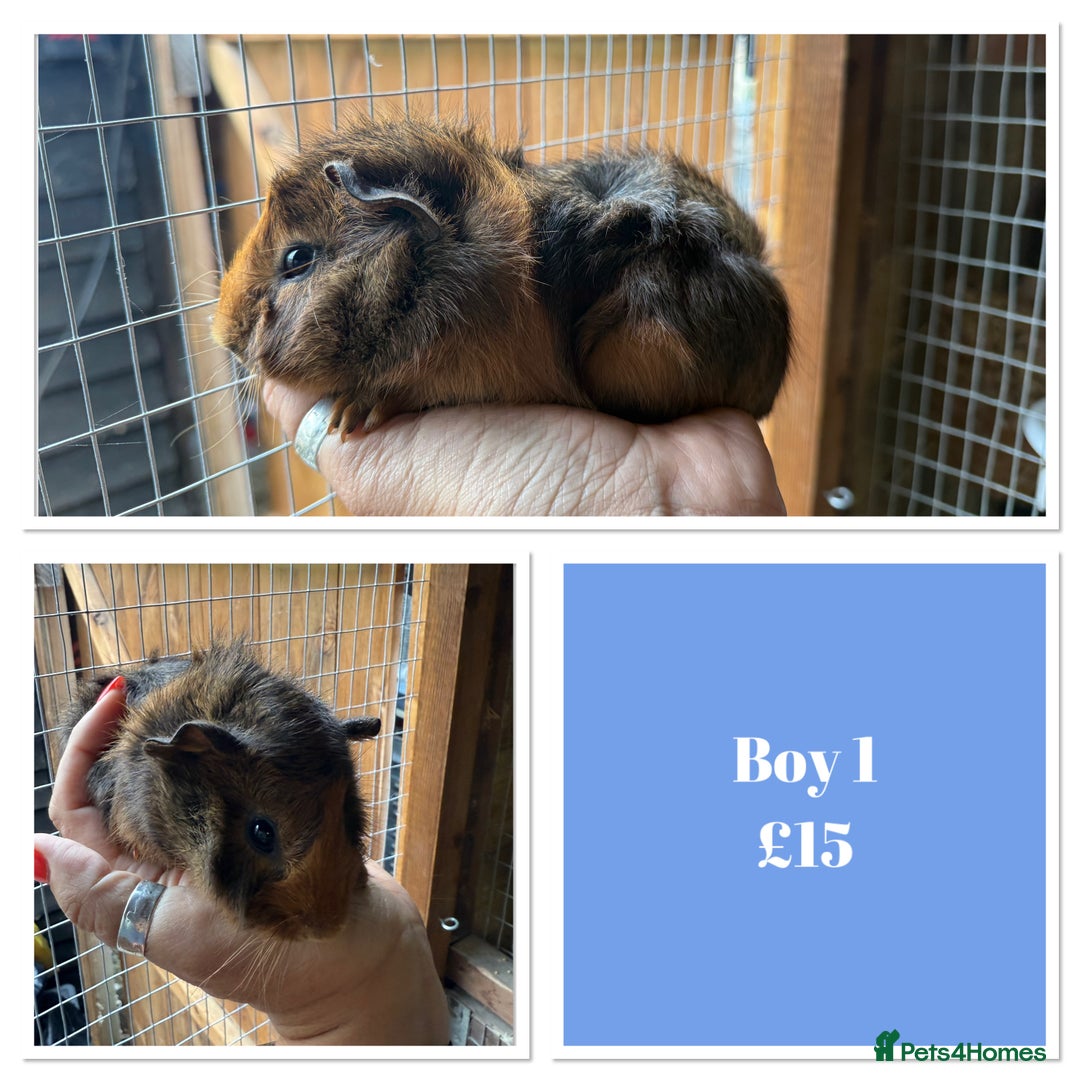 Guinea Pig rodents for sale: Male & Female Baby Guinea Pigs - Image 6