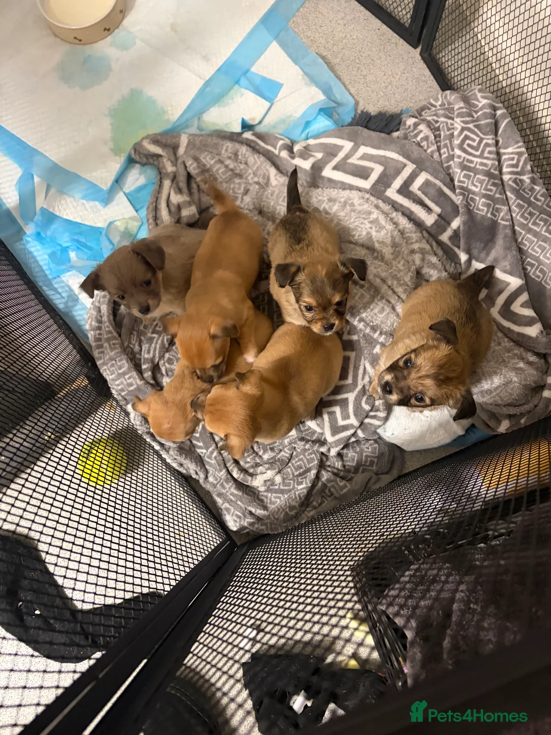 Chihuahua dogs for sale: Beautiful litter of chihuahua puppies - Advert 1