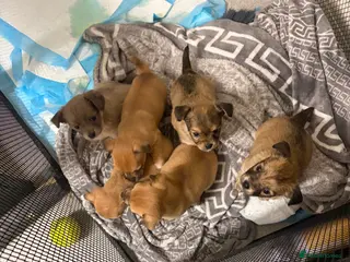 Chihuahua dogs Beautiful litter of chihuahua puppies - Advert 7