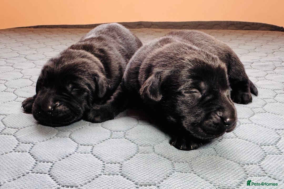 Labrador Retriever dogs for sale: Beautiful Working Black Labradors 🐾🐾 - Advert 6