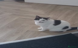 Ragdoll cats for sale: Beautiful shorthaired snowshoe mixed breed - Image 3