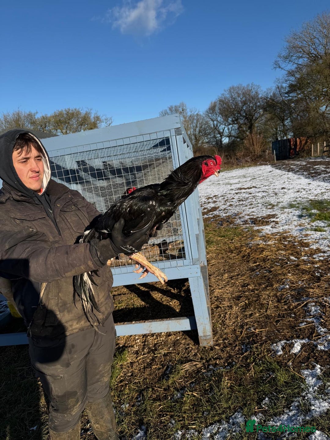 Chickens poultry for sale: German Oshamo - Advert 2