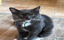 Mixed Breed cats for sale: Flora and cosmo - Image 2