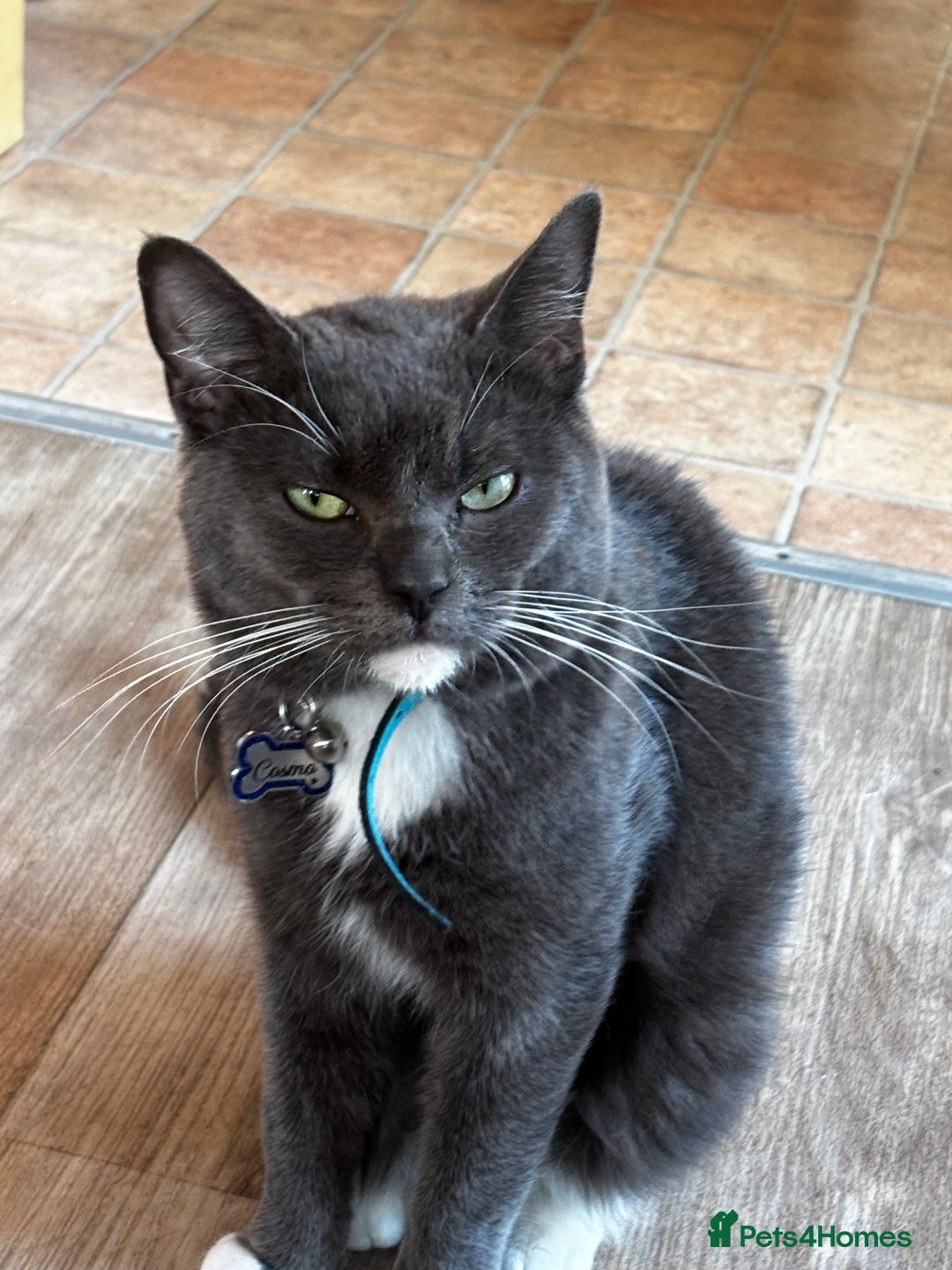 Mixed Breed cats for sale: Flora and cosmo - Image 2
