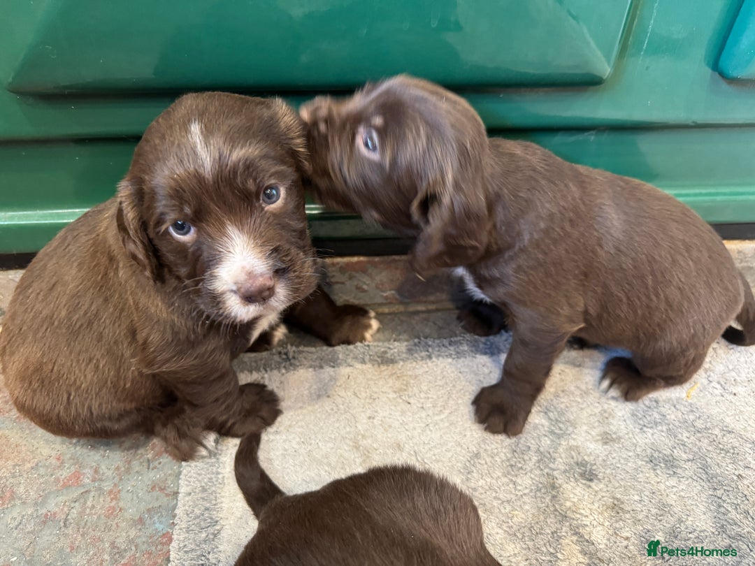 Sprocker dogs for sale: F1 Sprocker puppies liver and white  - Image 8