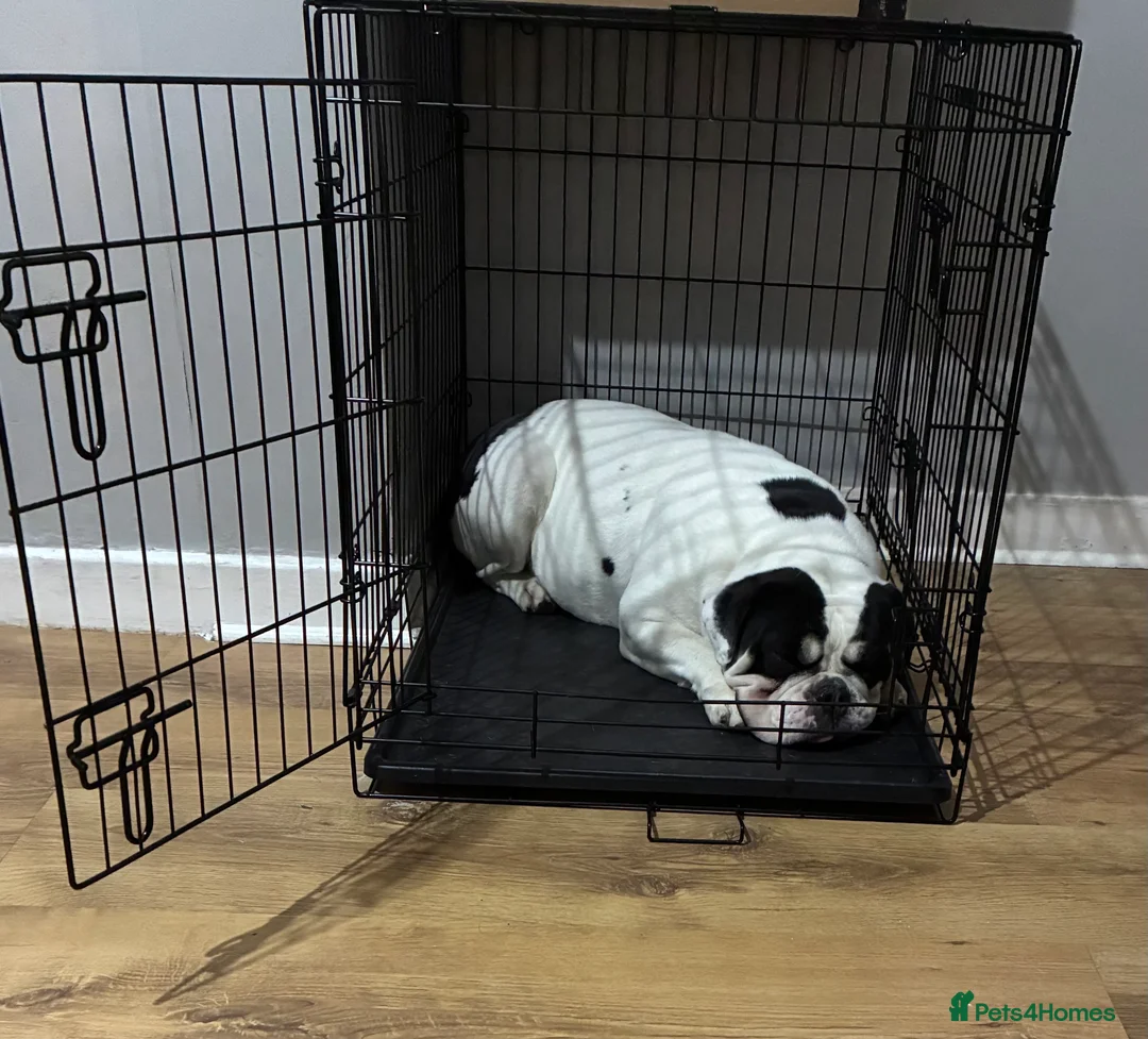 Olde English Bulldogge dogs for sale: Olde tyme English bulldog in Leicester - Advert 2