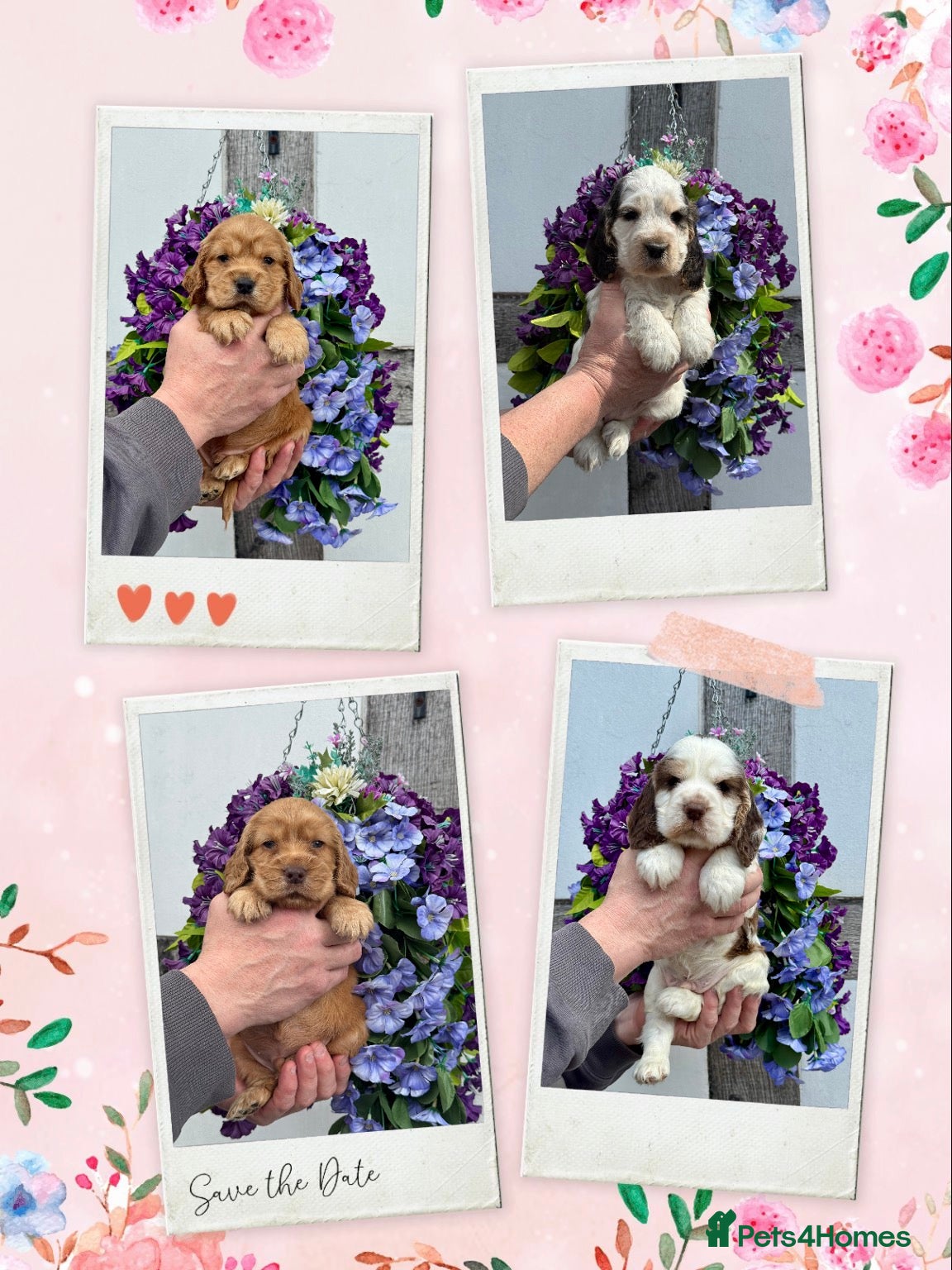 Cocker Spaniel dogs Kc reg dna tested show type cocker spaniel puppies - Advert 1