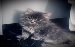 British Longhair cats for sale: 4 gorgeous fluffy kittens - Image 15