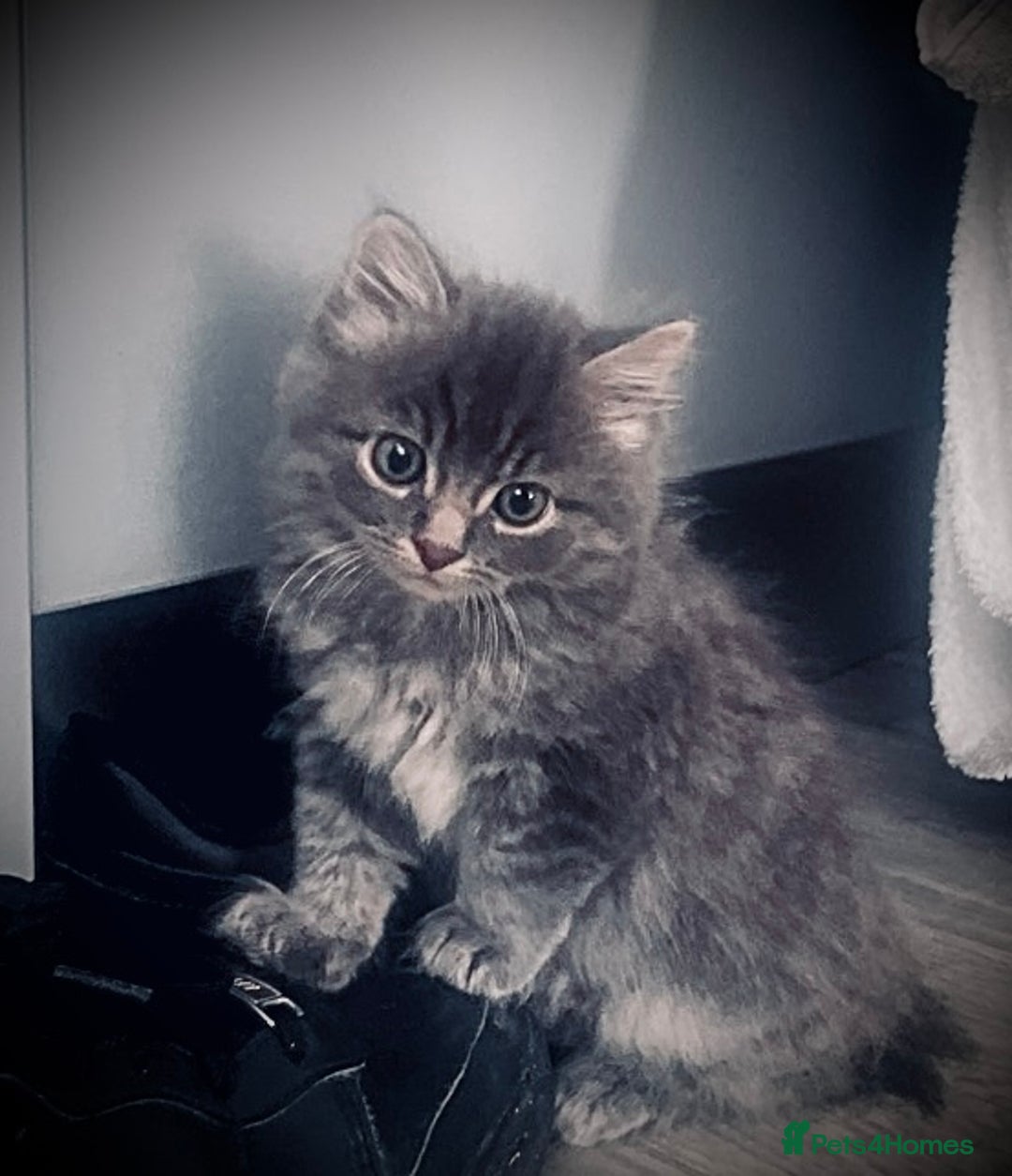 British Longhair cats for sale: 4 gorgeous fluffy kittens - Image 15