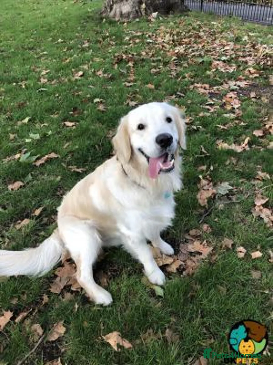 Golden Retriever dogs for sale: Sweet Rosso Looking For Forever Home in Edinburgh - Advert 5