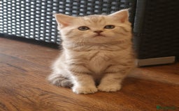 British Shorthair cats for sale: Purebred Scottish Fold and Straight kittens. in Reading - Image 2