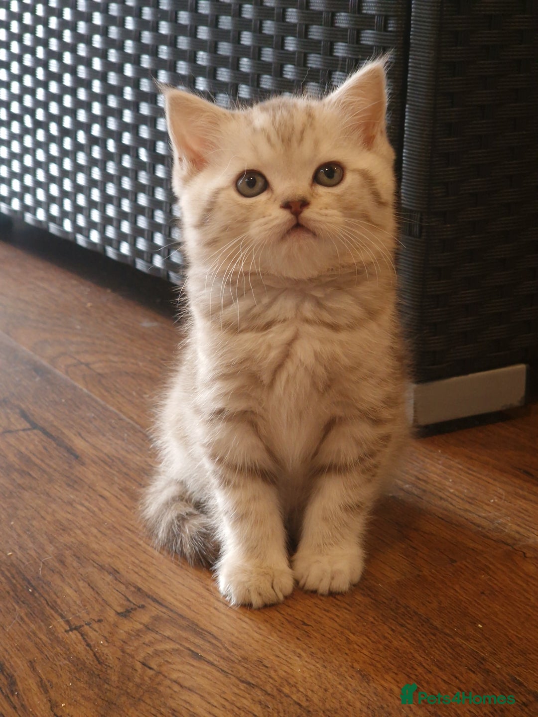 British Shorthair cats for sale: Purebred Scottish Fold and Straight kittens. in Reading - Image 2