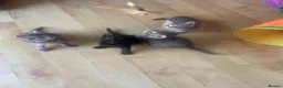 Mixed Breed cats for sale: 5 Adorable Grey & Black Kittens - Advert 4