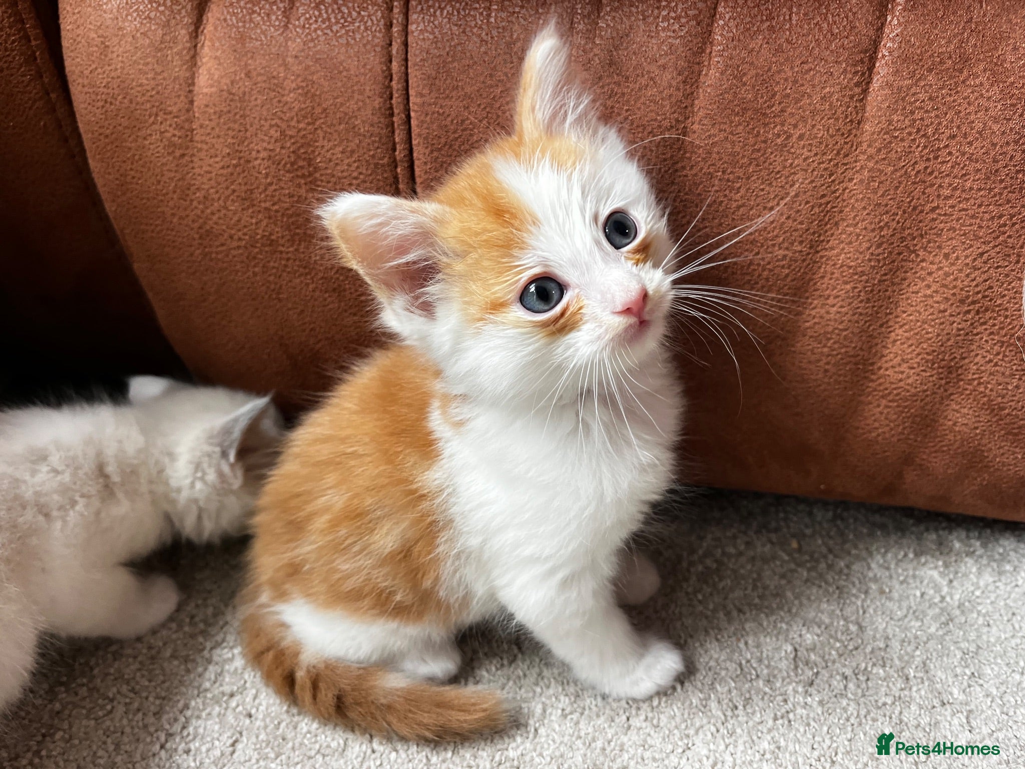 Ragdoll cats 1 left! Ginger male! main coon x ragdoll kittens - Advert 12