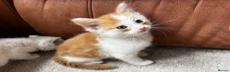 Ragdoll cats for sale: 1 left! Ginger male! main coon x ragdoll kittens - Advert 1